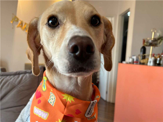 Cachorro cão para adoção Fêmea Médio  3 anos 