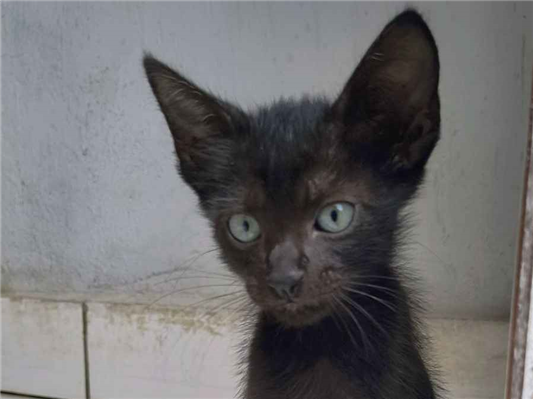 Gato para adoção Macho Pequeno 2 a 6 meses