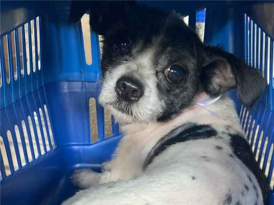 Cachorro cão para adoção Macho Pequeno 1 ano 