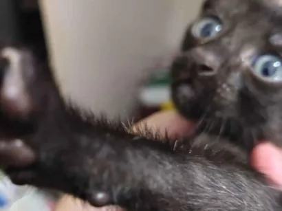 Gato SRD-ViraLata Medio 2-anos