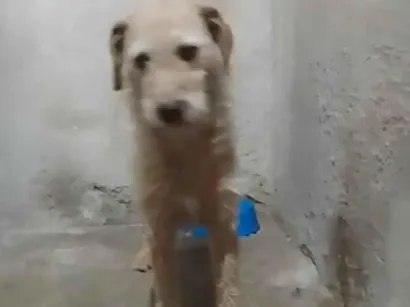 Cao SRD-ViraLata Medio 3-anos