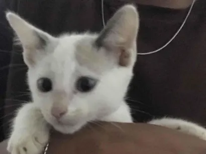 Gato Siamês Pequeno 2-a-6-meses