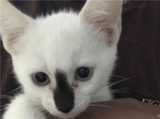 Gato para adoção Fêmea Pequeno 2 a 6 meses