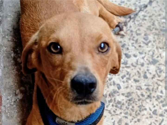 Cachorro cão para adoção Macho Pequeno 2 a 6 meses 