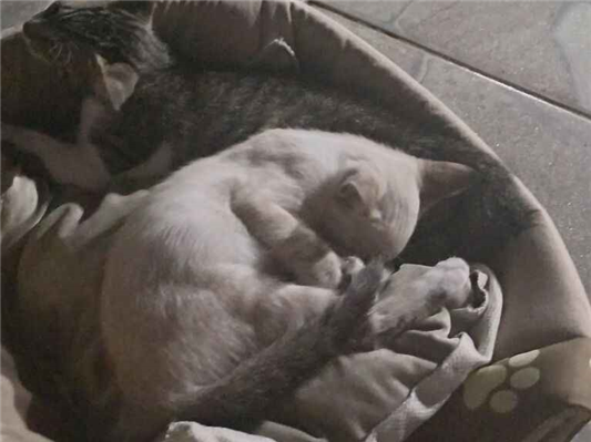 Gato para adoção Macho Pequeno 2 a 6 meses