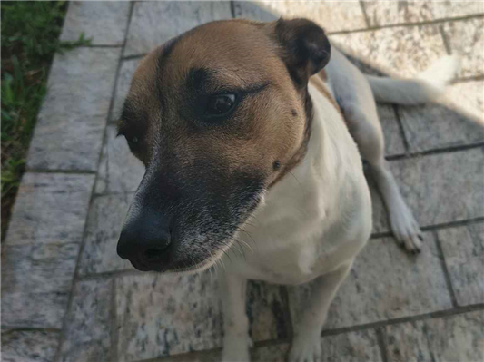 Cachorro cão para adoção Fêmea Médio  2 a 6 meses 