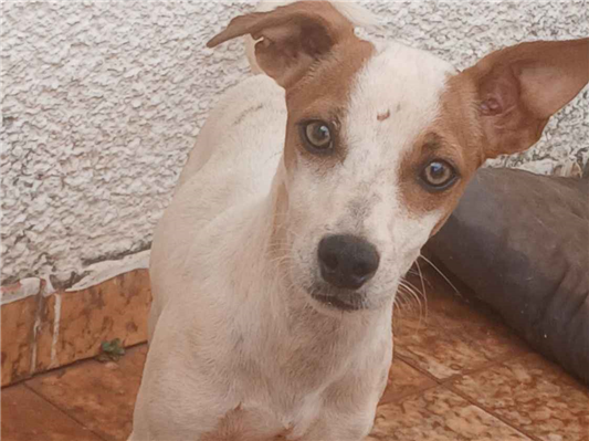 Cachorro cão para adoção Macho Médio  1 ano 