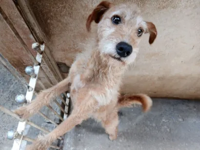 Cao SRD-ViraLata Medio 3-anos