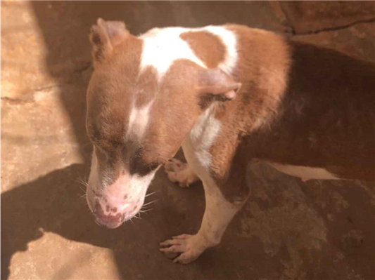 Cao - Fêmea Médio1 ano