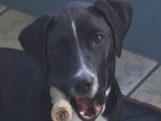 Cachorro cão para adoção Fêmea Grande 7 a 11 meses 