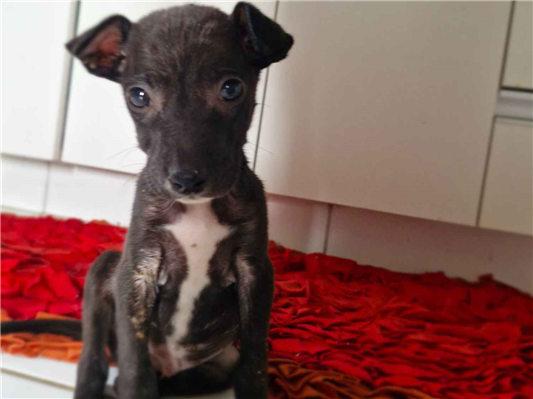 Cachorro cão para adoção Macho Pequeno Abaixo de 2 meses 