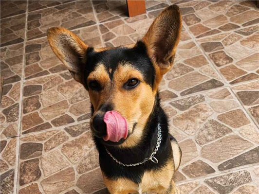 Cachorro cão para adoção Macho Médio  7 a 11 meses 