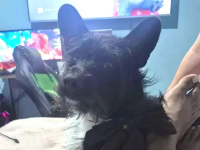 Cao SRD-ViraLata Medio 2-anos