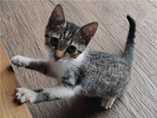 Gato para adoção Macho Pequeno 2 a 6 meses
