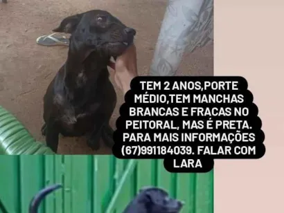 Cao SRD-ViraLata Medio 2-anos