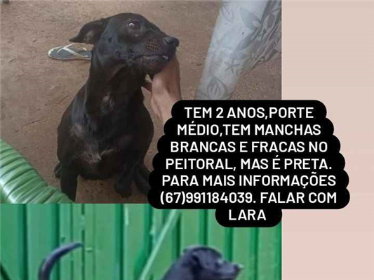 Cao Procura-Perdido Fêmea Médio 2 anos 