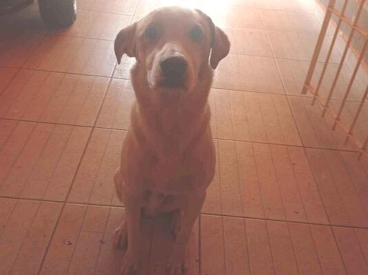 Cachorro cão para adoção Macho Médio  1 ano 