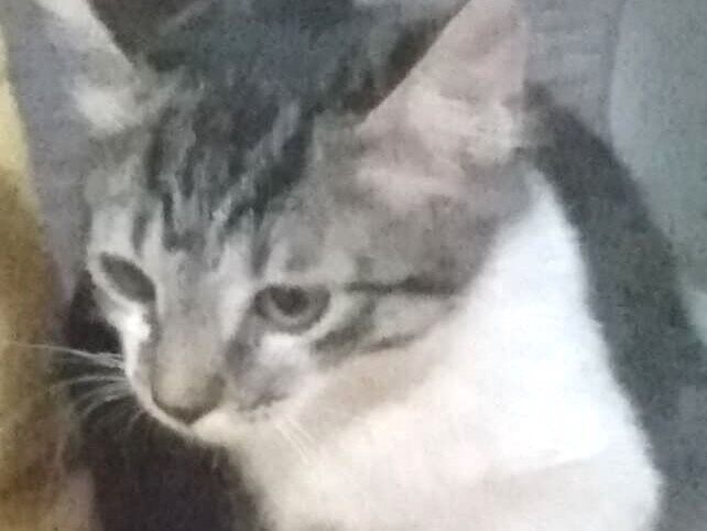 Gato SRD-ViraLata Pequeno 2-a-6-meses