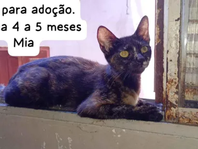 Gato SRD-ViraLata Pequeno 2-a-6-meses