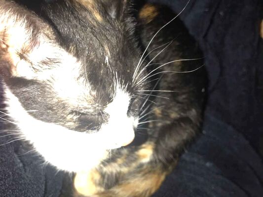 Gato para adoção Fêmea Pequeno Abaixo de 2 meses