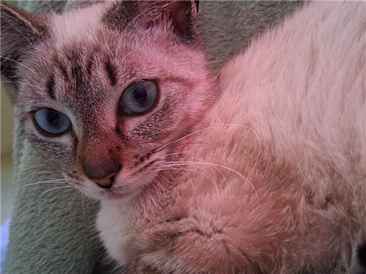 Gato para adoção Fêmea Pequeno 7 a 11 meses