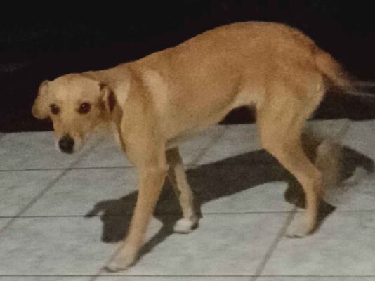 Cachorro cão para adoção Fêmea Médio  1 ano 