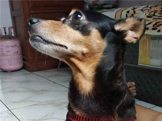 Cachorro cão para adoção Macho Pequeno 6 anos Acima 