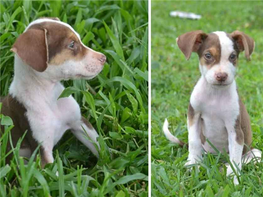 Cachorro cão para adoção Macho Pequeno 2 a 6 meses 