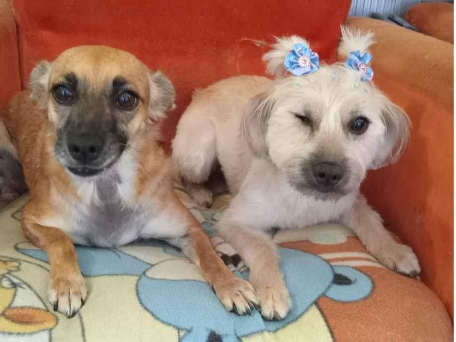 Cao SRD-ViraLata Pequeno 2-anos