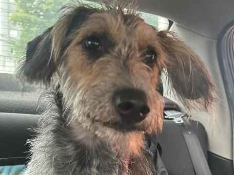 Cachorro cão para adoção Macho Médio  1 ano 