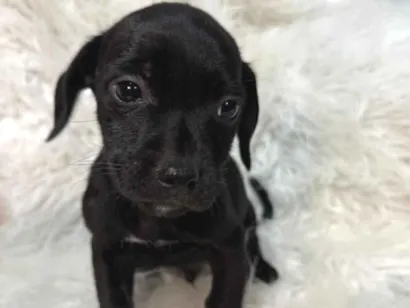 Cao SRD-ViraLata Pequeno Abaixo-de-2-meses