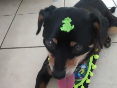 Cao SRD-ViraLata Pequeno 6-anos-Acima