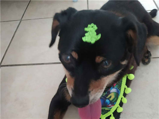 Cachorro cão para adoção Macho Pequeno 6 anos Acima 