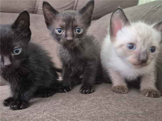 Cachorro cão para adoção Macho Pequeno Abaixo de 2 meses 