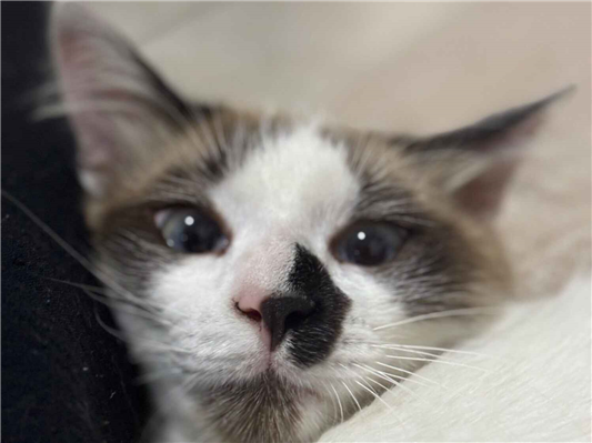 Gato - Macho Médio7 a 11 meses