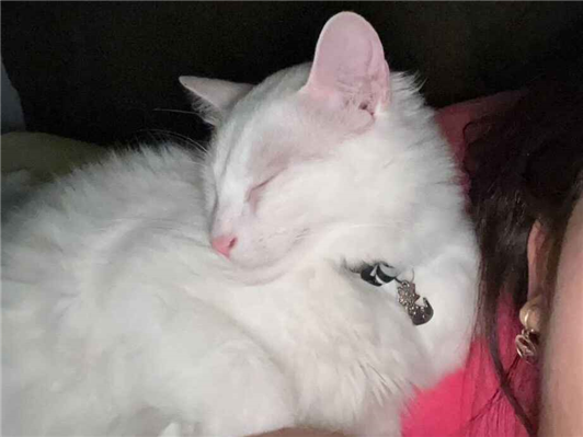 Gato para adoção Macho Médio 2 anos