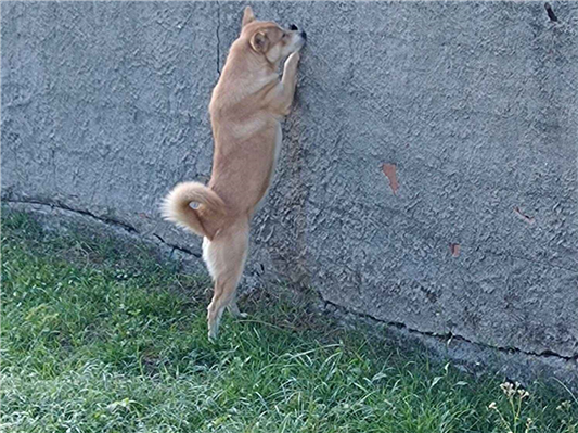 Cachorro cão para adoção Fêmea Médio  7 a 11 meses 