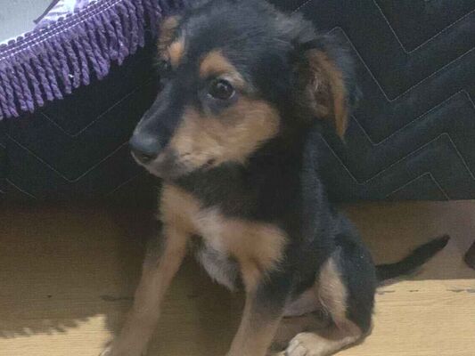 Cachorro cão para adoção Macho Pequeno 2 a 6 meses 