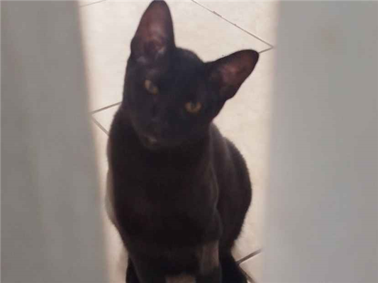 Gato para adoção Macho Médio 7 a 11 meses