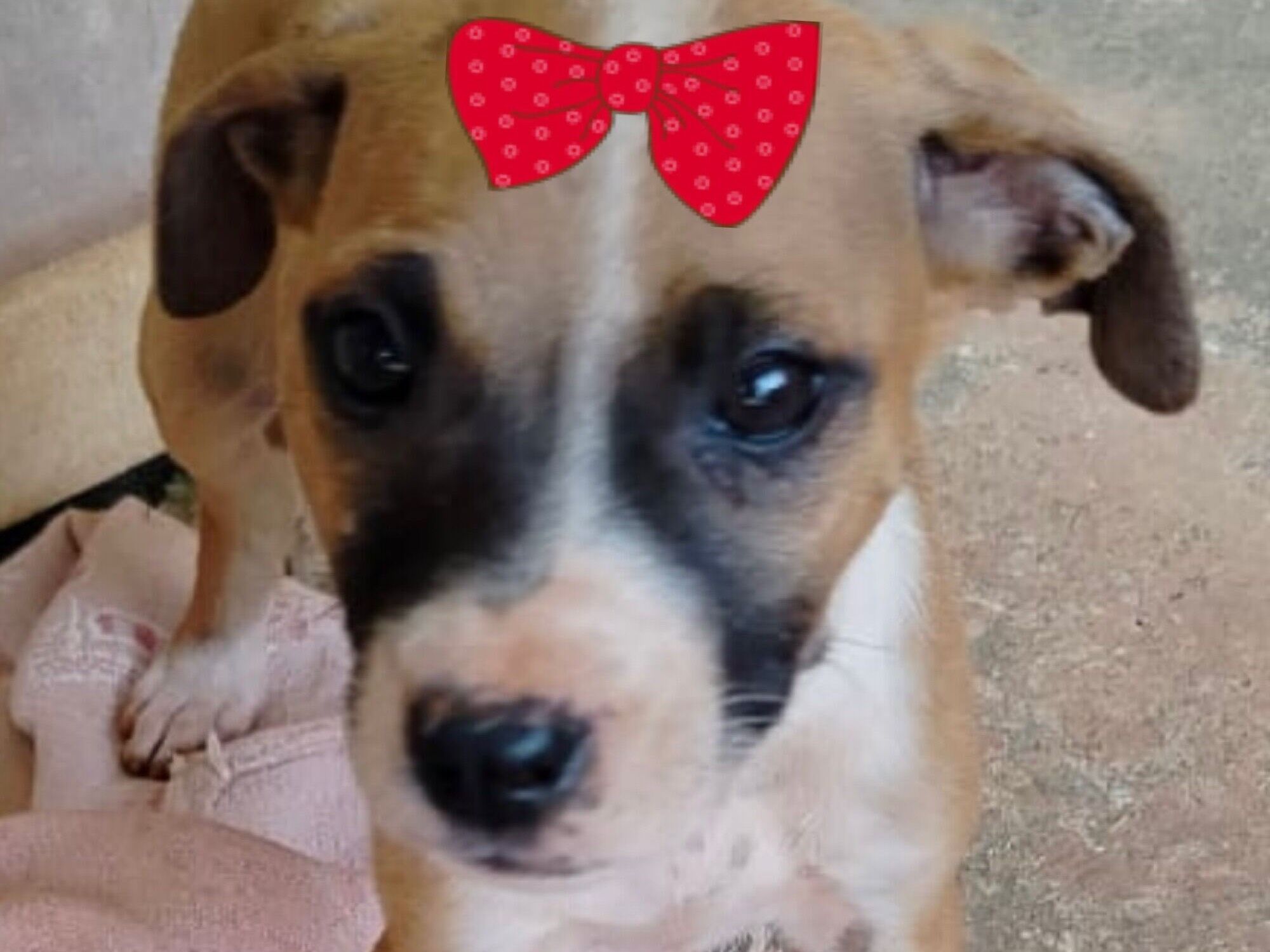 Cao Shitzu Pequeno 2-a-6-meses