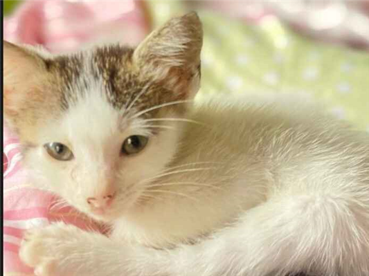 Gato para adoção Macho Pequeno Abaixo de 2 meses