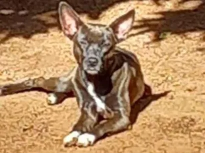 Cao SRD-ViraLata Medio 4-anos