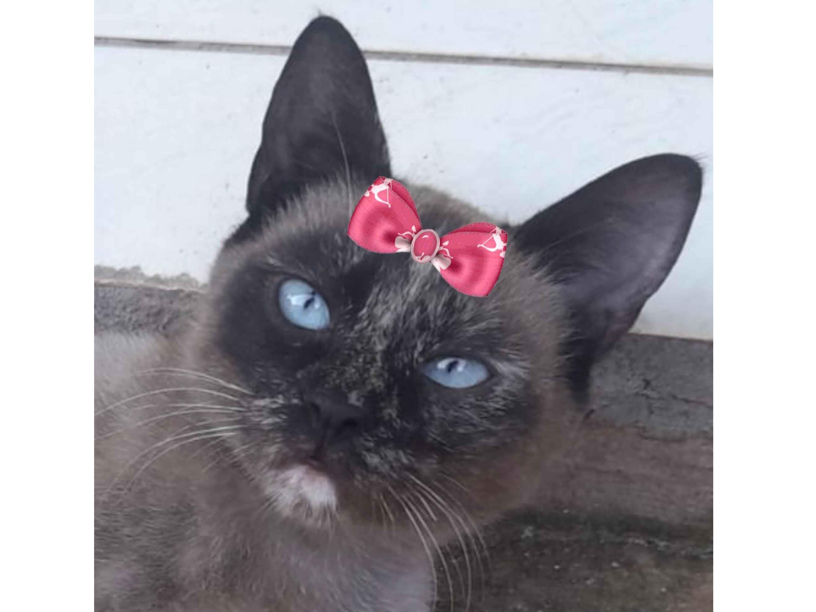 Gato Siamês Pequeno 7-a-11-meses