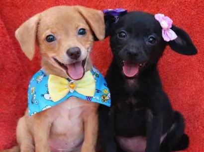 Cao SRD-ViraLata Pequeno 2-a-6-meses