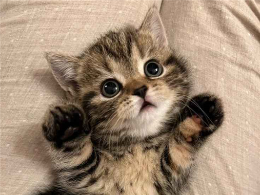 Gato para adoção Macho Médio 2 a 6 meses