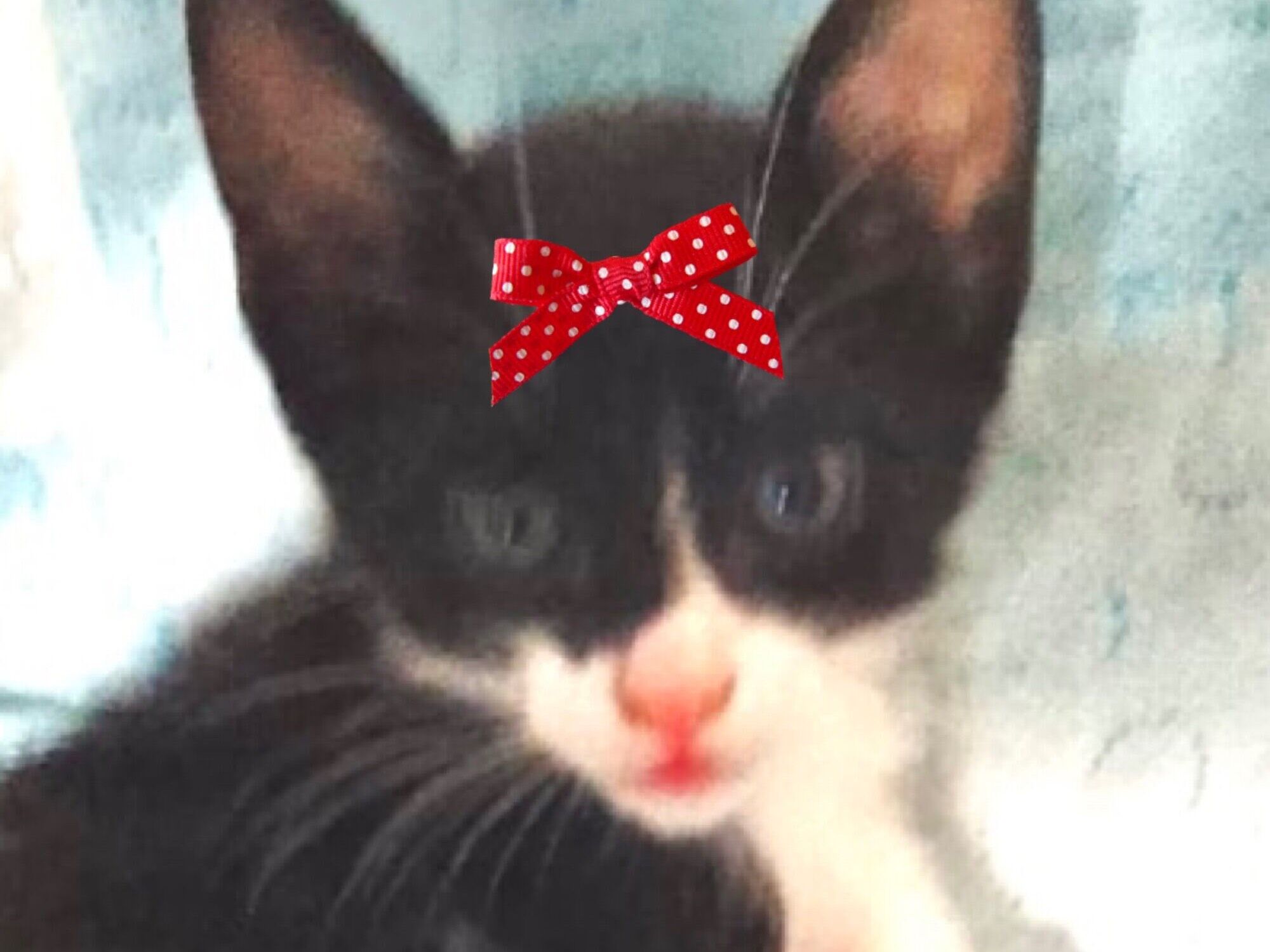 Gato SRD-ViraLata Pequeno 2-a-6-meses