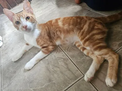 Gato SRD-ViraLata Pequeno 2-a-6-meses