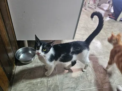 Gato SRD-ViraLata Pequeno 2-a-6-meses