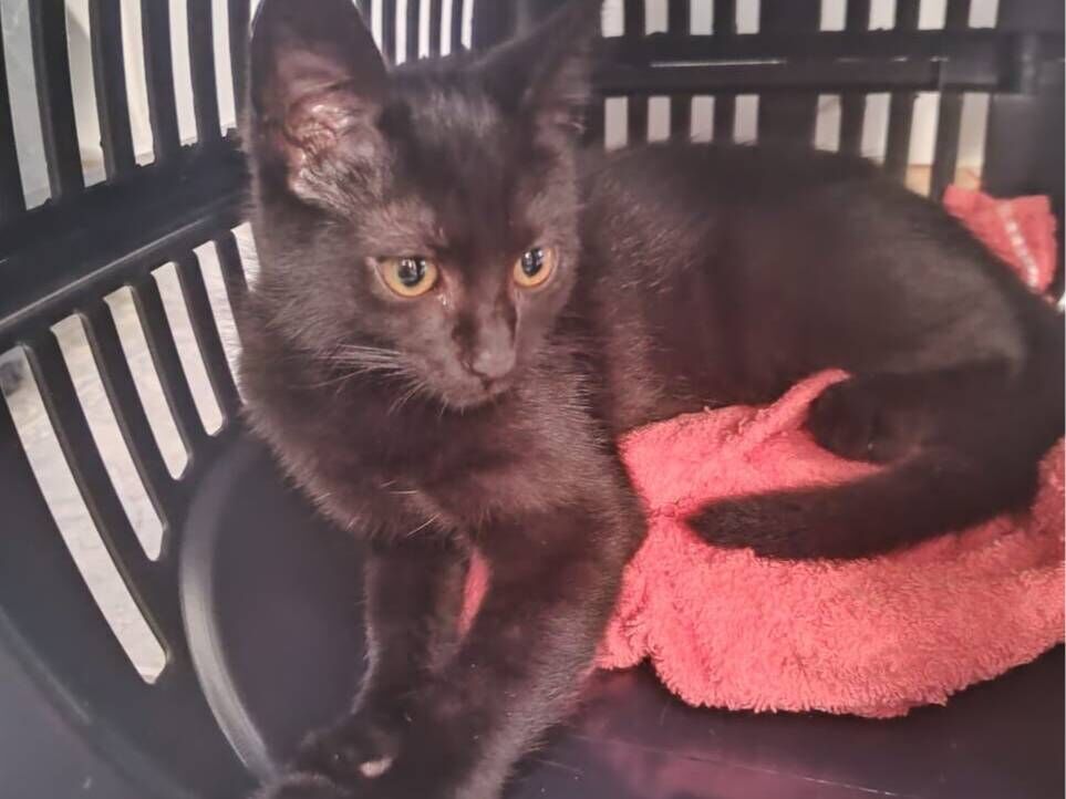 Gato SRD-ViraLata Medio 2-a-6-meses