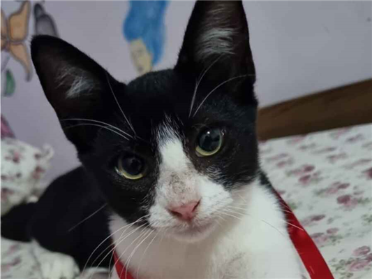 Gato para adoção Macho Pequeno 2 a 6 meses
